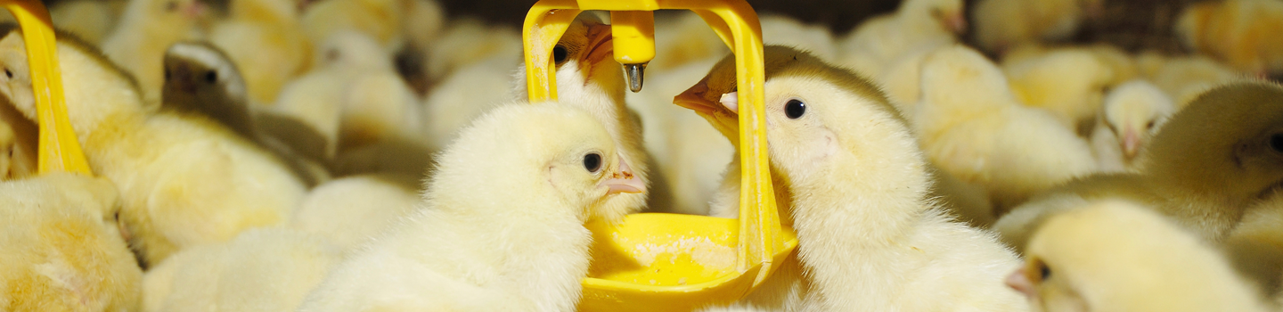 Animal Health